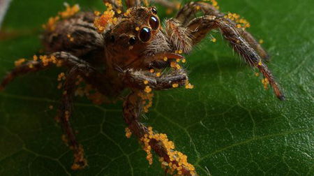 تصاویر عنکبوت های عجیب, آشنایی با گونه های عجیب عنکبوت