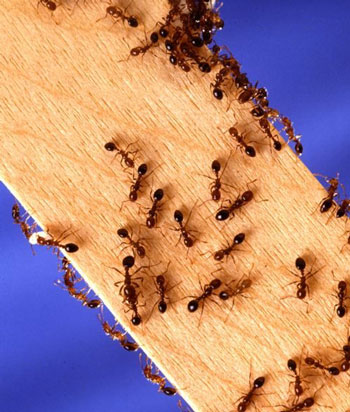 9 راهکار برای دور کردن مورچه‌ها از گوشه و كنار خانه