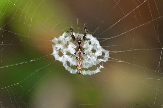 عنکبوتی که خود را شبیه مدفوع کبوتر می کند! +عکس