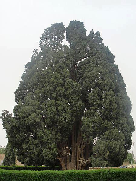 عکس: پیرترین درخت ایران و جهان