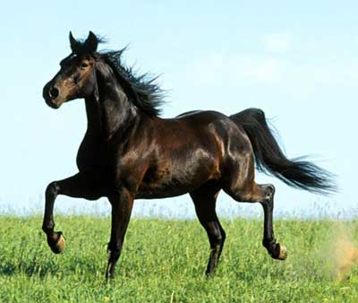 اسب, 

عکس اسب,اسب حیوان نجیبی است,نگهداری اسب, پرورش اسب, خرید اسب