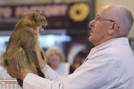 نمایشگاه سالانه انتخاب بهترین گربه در بیرمنگام انگلیس