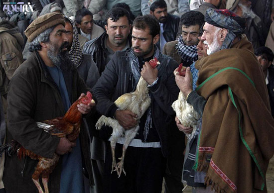 عکس: مسابقات خروس جنگی در افغانستان!