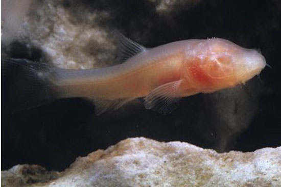 گونه جدید ماهی شناسایی شد +عکس