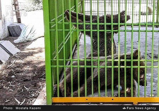 وضعیت نامناسب نگهداری حیوانات در باغ وحش بابلسر (عکس)