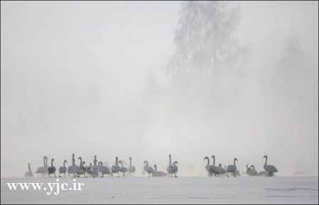 اخبار,اخبار گوناگون,دریاچه قشلاقی قوها در سرمای سیاه زمستان