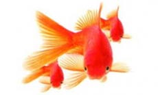 ماهی قرمز, شرایط نگهداری ماهی قرمز