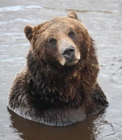 حیات وحش,خرس قهوه ای,شنا کردن خرس در دریاچه