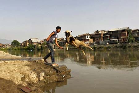 نوجوان بازیگوش در حال پرت کردن یک گوسفند به داخل رودخانه (سرینگر کشمیر)