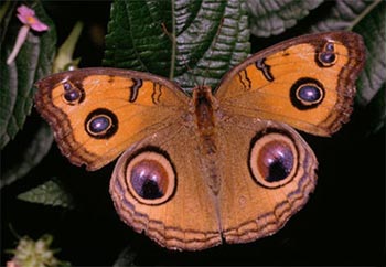 پروانه,ساختار بدن پروانه,انواع پروانه