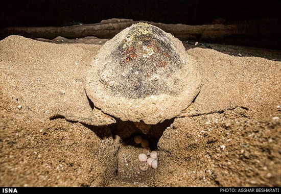 تخم‌گذاری لاک‌پشت - قشم +عکس