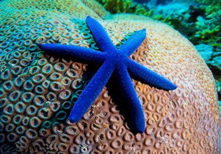نحوه تشکیل ستاره دریایی, اجزای بدن ستاره های دریایی
