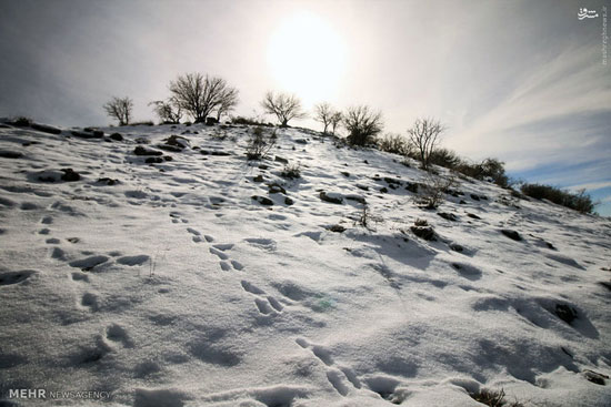 عکس/ طبیعت زمستانی رومشگان
