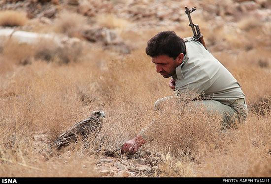 بازگشت پرندگان قاچاق شده به دامان طبیعت - کرمان