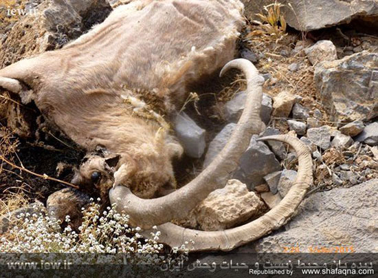 نخستین تصاویر از مرگ و میر گسترده حیات وحش هفتاد قله بر اثر بیماری طاعون تیر ۱۳۹۴