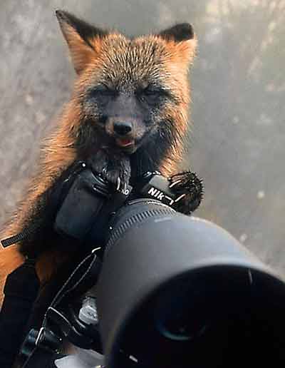 روباه,دوربین عکاسی,اخبار