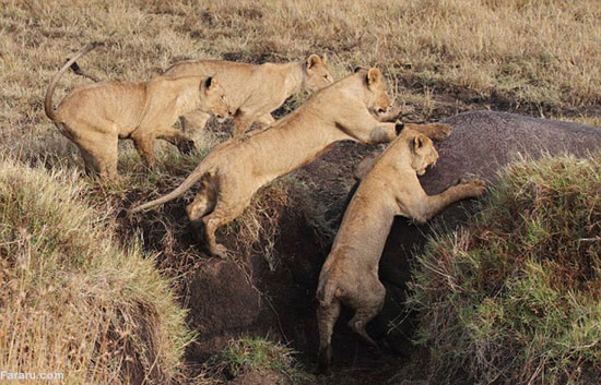 (تصاویر) شیرها زورشان به اسب‌آبی نرسید