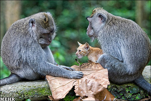 فرزندخواندگی یک بچه گربه توسط میمون 
