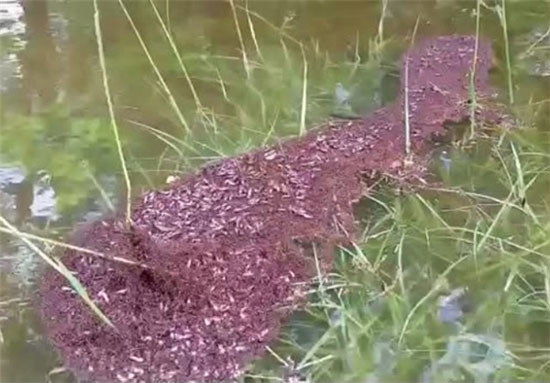 روش عجیب مورچه‌ها برای زنده‌ ماندن در برابر سیل+تصویر