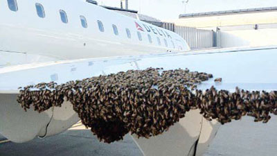 کندوسازی روی بال ایرباس, کندوسازی, چهارمین حمله زنبور‌ها به فرودگاه پیتسبورگ