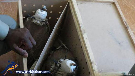 قاچاق میلیادری پرندگان شکاری نایاب ایران به کشورهای عربی (+عکس)