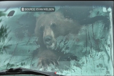 خرس وارد کامیونت , وارد شدن خرس در ماشین