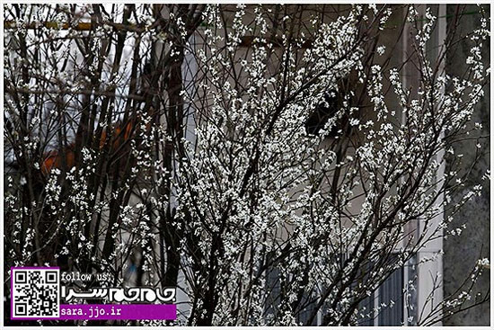 شکوفه دادن درختان در نیمه زمستان! [مجموعه عکس]