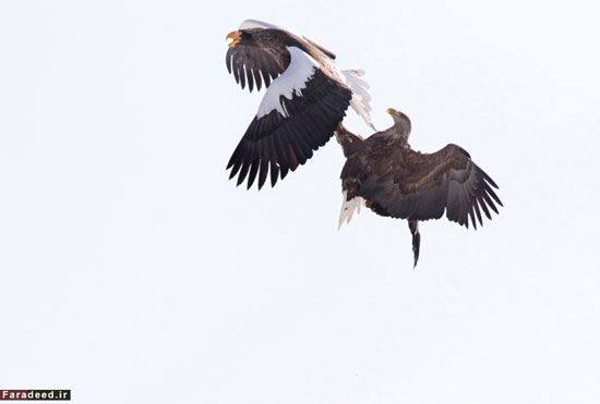 (تصاویر) زورگیری عقاب در آسمان!
