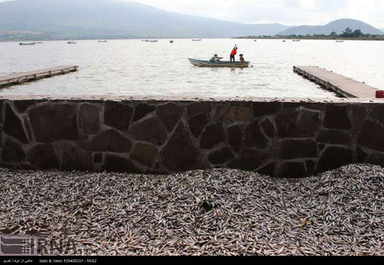 مرگ هزاران ماهی در مکزیک