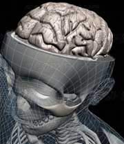 مغز انسان,سلول‌های خاکستری مغز