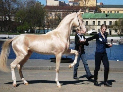 زیبا ترین و گرانترین نژاد اسب در دنیا +عکس