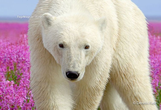 بازیگوشی خرس های قطبی در میان گل های تابستانی