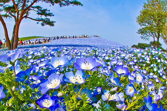 مزارع مسحور کننده‌ی گل‌های آبی در پارک هیتاچی، ژاپن