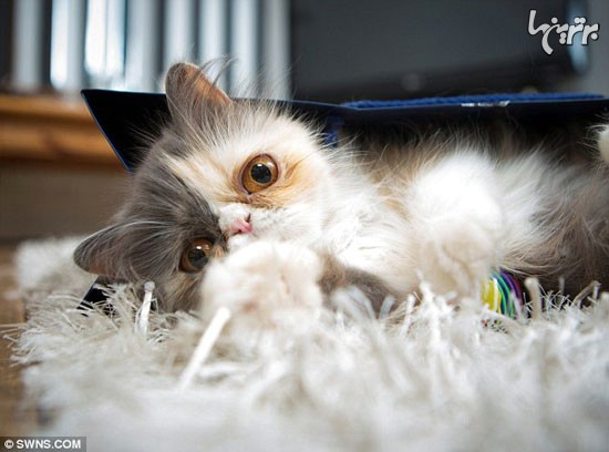 گربه ای که بخاطر چهره عبوسش  60 میلیون یورو قیمت گذاری شد.