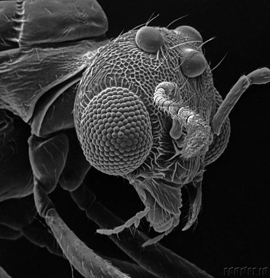 نزدیک‌تر و نزدیک‌تر؛ تصاویری شگفت‌انگیز از حشرات با میکروسکوپ الکترونی!