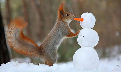 عکس های جالب ساخت آدم برفی توسط سنجاب ها