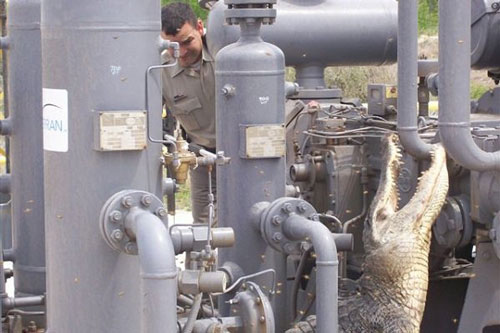 ماجرای حضور تمساح در تاسیسات نفتی