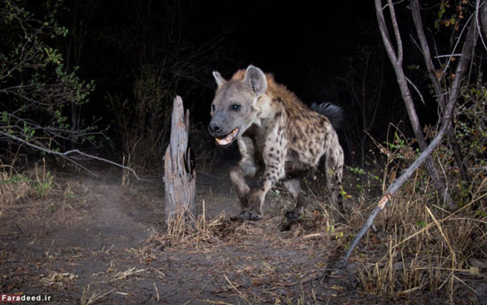 عکس: شکار منزوی‌ترین جانوران با دوربین