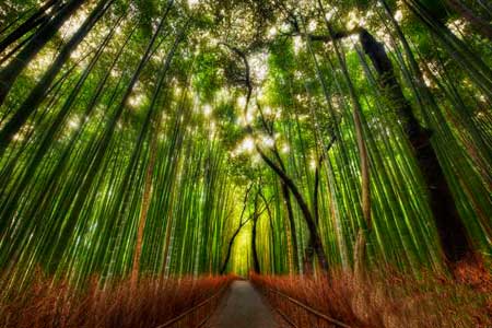 جنگل زیبای بامبو در ژاپن,جاهای دیدنی ژاپن