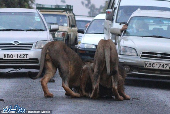 تصاویر: ترافیک شدید بخاطر دو شیر بازیگوش!