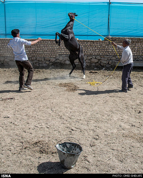 جشنواره زیبایی اسب اصیل ترکمن - بجنورد