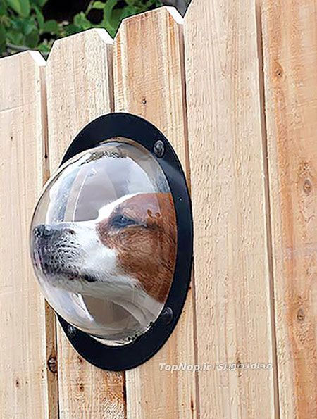 پنجره هایی جالب برای سگ های کنجکاو