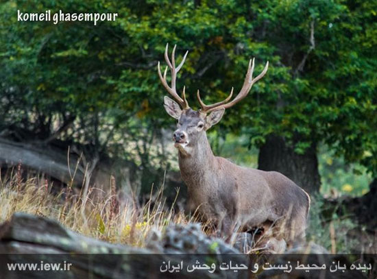 تصاویر زیبا و کم نظیر از حیات وحش مازندران
