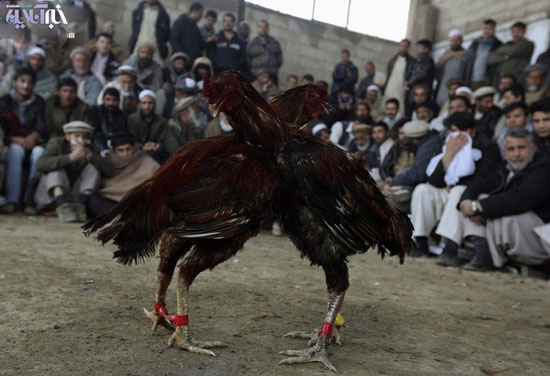 عکس: مسابقات خروس جنگی در افغانستان!