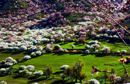 دریای شکوفه های زردآلو در چین!
