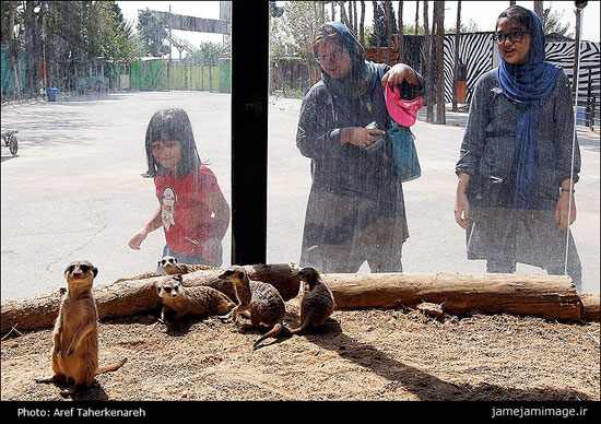 ورود میرکت یا دم عصایی برای اولین بار در باغ وحش تهران