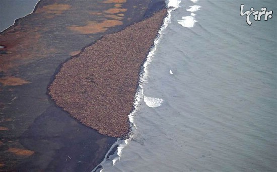خوش‌گذرانی گرازهای دریایی در ساحل آلاسکا