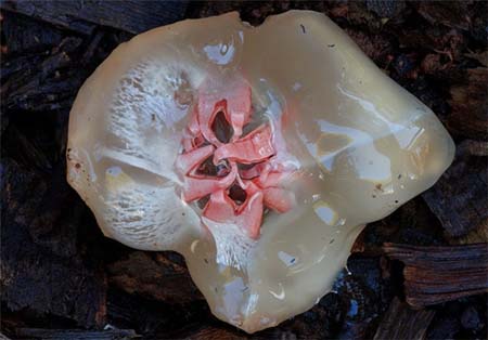 اخبار,اخبار گوناگون,تصاویر قارچ های استرالیا,تنوع قارچ در استرالیا