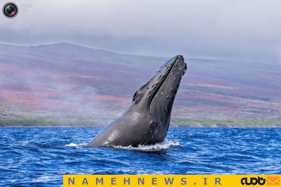 ثبت لحظه‌ای نادر از پرش هم زمان دو نهنگ+تصاویر