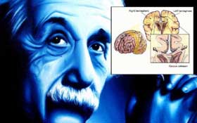 مغز اینشتین  ,نیمکره چپ و راست مغز آلبرت اینشتین